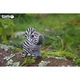 Пазл Eugy 3D Зоопарк Зебра (XEG-011) Eugy XEG-011 1026127 - зображення 8