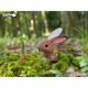 Пазл Eugy 3D Зоопарк Кролик (XEG-071) Eugy XEG-071 1026186 - изображение 7