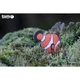 Пазл Eugy 3D Зоопарк Рыба-клоун (XEG-037) Eugy XEG-037 1026780 - изображение 9
