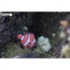 Пазл Eugy 3D Зоопарк Рыба-клоун (XEG-037) Eugy XEG-037 1026780 - изображение 12
