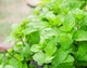 Насіння лікарської культури Мя'та перцева 0,1г - изображение 2