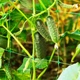 Огуречная сетка AgroStar 1.7×10 м, ячейка 13×15 мм — шпалерная сетка для подвязки огурцов - изображение 3