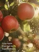 Парфумований спрей для тіла Victoria's Secret Dreamy Apple Orchard Mist, 250 мл. - зображення 3