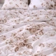 Комплект постільної білизни Бязь Sepia Garden 155х215 см Бежевий - зображення 7