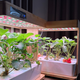 Гидропонная система для дома и офиса / для выращивания зелени и салата Eco Grower 2 8 корзин, 24Вт, 3 л - изображение 4