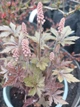 Тиарелла сердцелистная Pink Skyrocket (Tiarella cordifolia „Pink Skyrocket“) — декоративный многолетник для тени Р9 - изображение 3