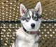 Ошейник для собак EzyDog Neo Classic Green Camo Large 45-51 см - изображение 2