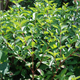 Дерен белый «Сибирика» (Cornus alba „Sibirica“) С3 — ярко-красные побеги, декоративный кустарник - изображение 2