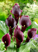 Кала Caruso - зображення 1