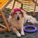 Панама для собак Hat-Dog L - малиновий - изображение 7