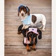 Панама для собак Hat-Dog XL - рожевий - изображение 6