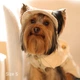 Панама для собак Hat-Dog Ананас М - бежевий - изображение 4