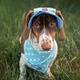 Панама для собак Hat-Dog L - блакитний - изображение 4