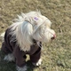 Панама для собак Hat-Dog Ананас М - бежевий - изображение 6