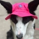 Панама для собак Hat-Dog S - малиновий - изображение 5