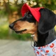 Панама для собак Hat-Dog M - червоний - изображение 5