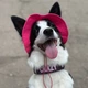Панама для собак Hat-Dog М - малиновий - изображение 6