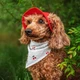 Панама для собак Hat-Dog M - червоний - изображение 6