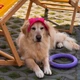 Панама для собак Hat-Dog S - малиновий - изображение 7