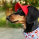 Панама для собак Hat-Dog XL - червоний - изображение 5