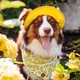 Панама для собак Hat-Dog M - жовтий - изображение 4