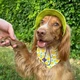 Панама для собак Hat-Dog XL - лаймовий - изображение 5