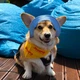 Панама для собак Hat-Dog XL - блакитний - изображение 7