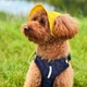 Панама для собак Hat-Dog XL - жовтий - изображение 6