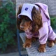 Панама для собак Hat-Dog М - лавандовий - изображение 6