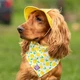 Панама для собак Hat-Dog L - жовтий - изображение 5
