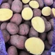Насіннєва картопля Балтік Роуз 1 кг, 60-90 днів 2 репродукція - изображение 1