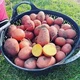Насіннєва картопля Балтік Роуз 1 кг, 60-90 днів 2 репродукція - изображение 6