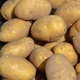 Насіннєва картопля Карелія 1 кг, 90-110 днів 2 репродукція - изображение 2