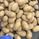 Насіннєва картопля Королева Анна 1 кг, 70-90 днів 2 репродукція - изображение 2