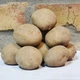 Насіннєва картопля Твістер 1 кг, 60-70 днів 2 репродукція - изображение 1