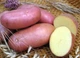 Насіннєва картопля Беллароза 1 кг, 50-60 днів 2 репродукція - изображение 6