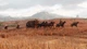 Видеоигра, Rockstar Games Red Dead Redemption 2 Bonus DLC Edition PS4 итальянский язык немецкая упаковка 18+ - Уценка - изображение 2