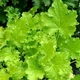 Гейхера "Lime Rickey" Садовые растения, многолетние цветы, рассада, саженцы, травы - изображение 3