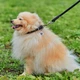 Круглый ошейник WAUDOG Soft для длинношерстных собак 10 мм 33-41 см Черный (00391) - изображение 2