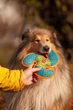 Игрушка для собак WAUDOG Fun, "Пропеллер", Голубая (62062) - изображение 4