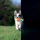 Іграшка для собак Collar Liker Lumi 7 М'ячик зі шнурком, який світиться у темряві (6283) - зображення 4