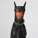 Игрушка для собак Collar Liker 9 Мячик для собак крупных пород (6295) - изображение 11