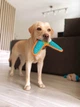 Игрушка для собак WAUDOG Fun, "Бумеранг", Голубая (62072) - изображение 6