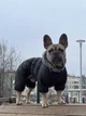 Комбинезон для собак AiryVest One, размер S30, черный (24141) - изображение 13
