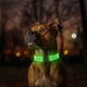 Нашийник для собак з підсвічуванням WAUDOG LED, магнітна застібка, 60 см, 25 мм - зображення 2