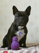 Игрушка для собак GiGwi Bulb Rubber Лампочка резиновая, резина, L, фиолетовая (2338) - изображение 7