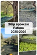 Оливковое масло Patima новый урожай 2025-2026 экстра вирджин 1л - изображение 5