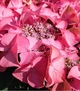 Гортензия крупнолистная "Tiffany Pink" Садовые растения, многолетние цветы, рассада, саженцы, травы - изображение 3