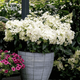 Гортензия метельчатая Петит Стар. (Hydrangea paniculata Petite Star) С3, 5лет - изображение 4