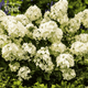 Гортензия метельчатая Петит Стар. (Hydrangea paniculata Petite Star) С3, 5лет - изображение 5